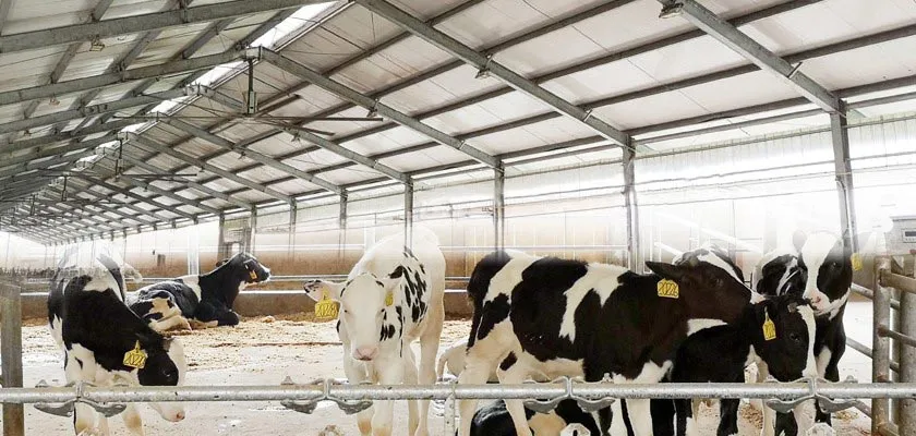 Large HVLS ceiling fans installed in livestock farms